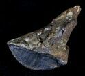 Large Rooted Triceratops Tooth - Montana #21601-2